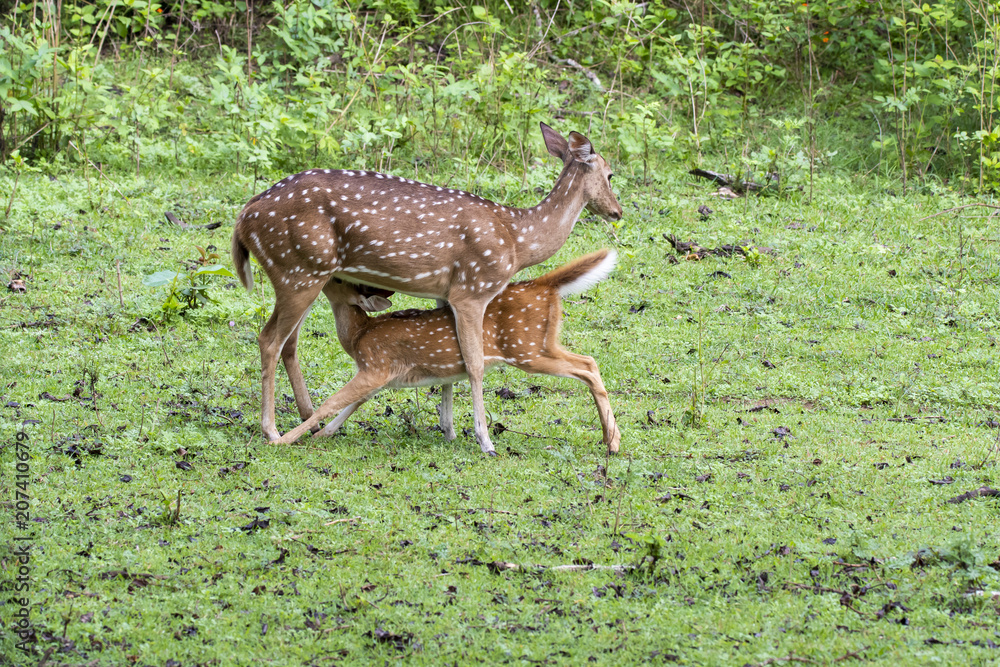 A deer fawn drinking milk from her mother inside Nagarhole tiger reserve A deer fawn drinking milk from her mother inside Nagarhole tiger reserve