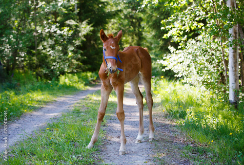 Horse in green forest road