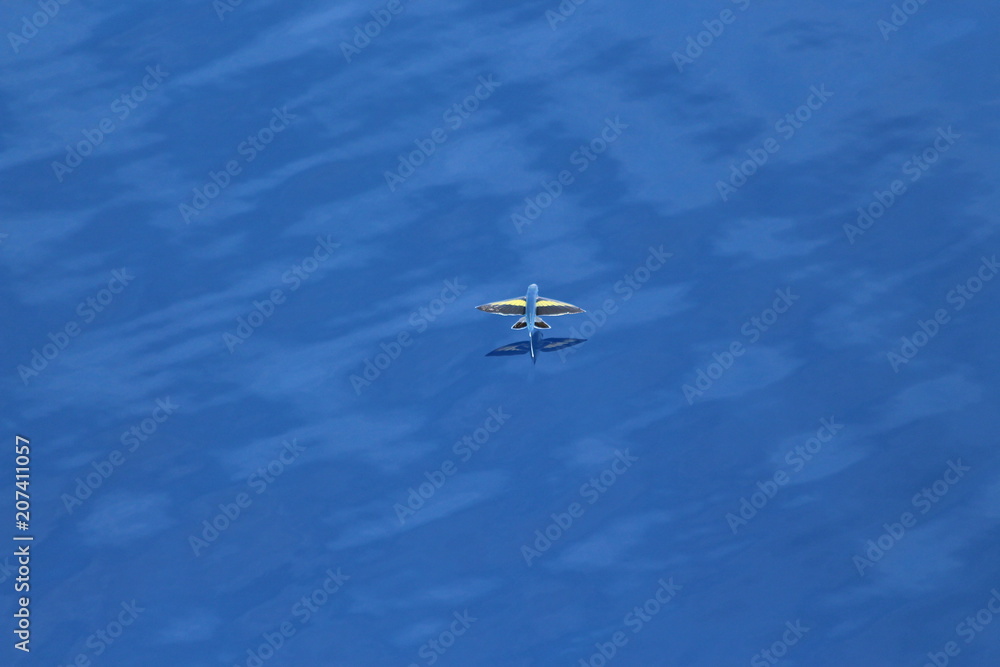 Fototapeta premium Poisson volant