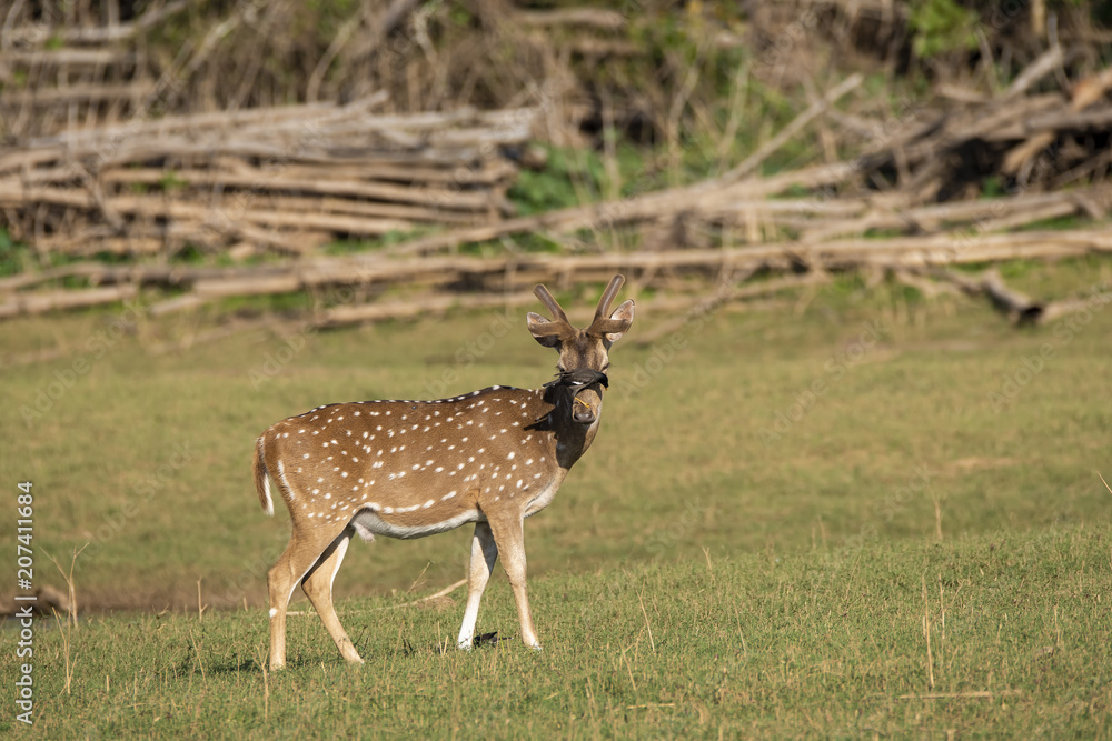 An axis deer inside Nagarhole tiger reserve during a wildlife safari An axis deer inside Nagarhole tiger reserve during a wildlife safari
