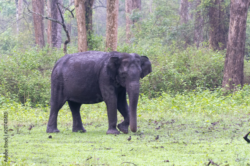 An elephant grazing inside Nagarhole tiger reserve during a wildlife safari