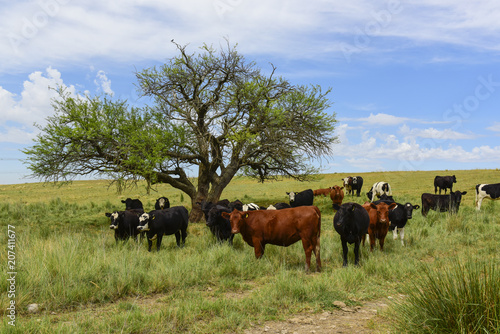 Fototapeta Naklejka Na Ścianę i Meble -  Steers fed on pasture, La Pampa, Argentina