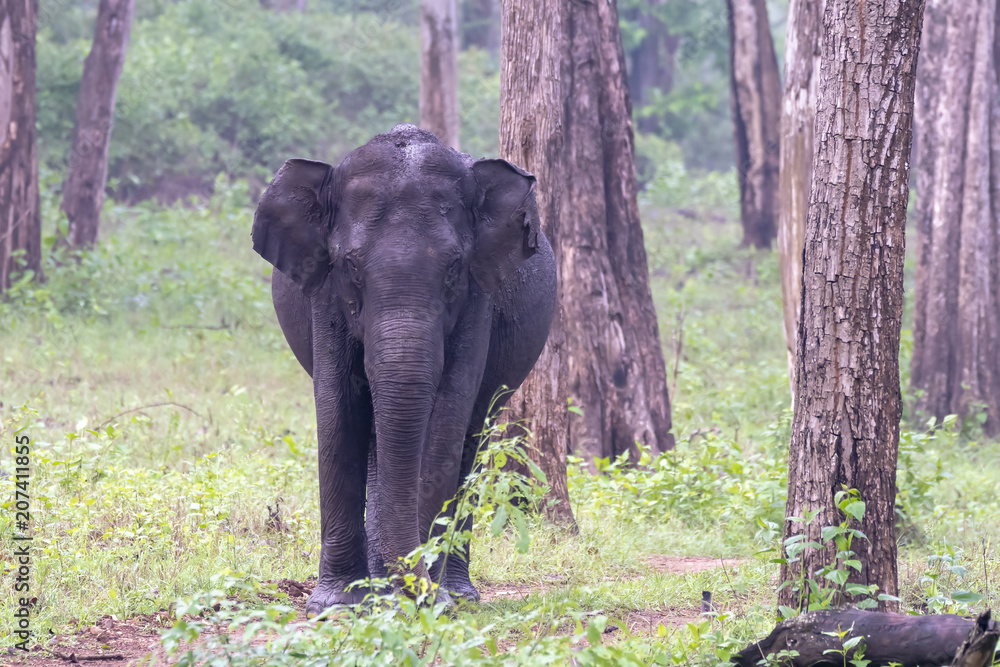 Fototapeta premium A lone elephant grazing inside Nagarhole tiger reserve during a wildlife safari