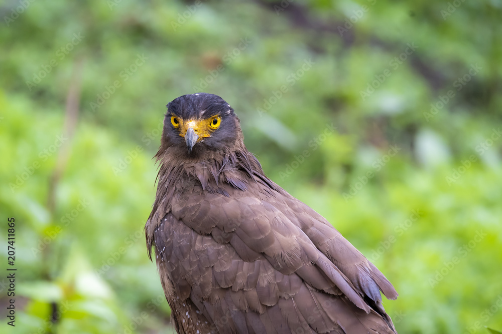 Fototapeta premium A Crested serpent eagle perched on ground inside Nagarhole Tiger reserve during a wildlife safari