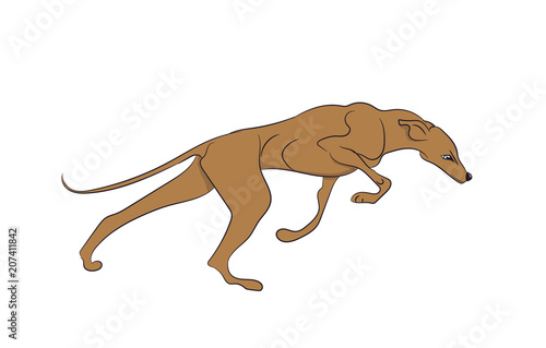 dog running, color, vector © Aleksandra Nesterova