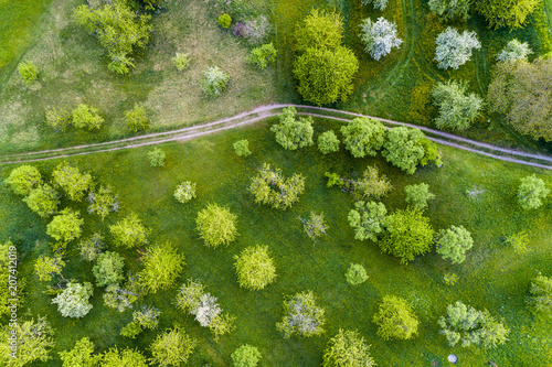 Germany, Baden-Wuerttemberg, Swabian Franconian forest, Rems-Murr-Kreis, Aerial view of meadow with scattered fruit trees and dirt road