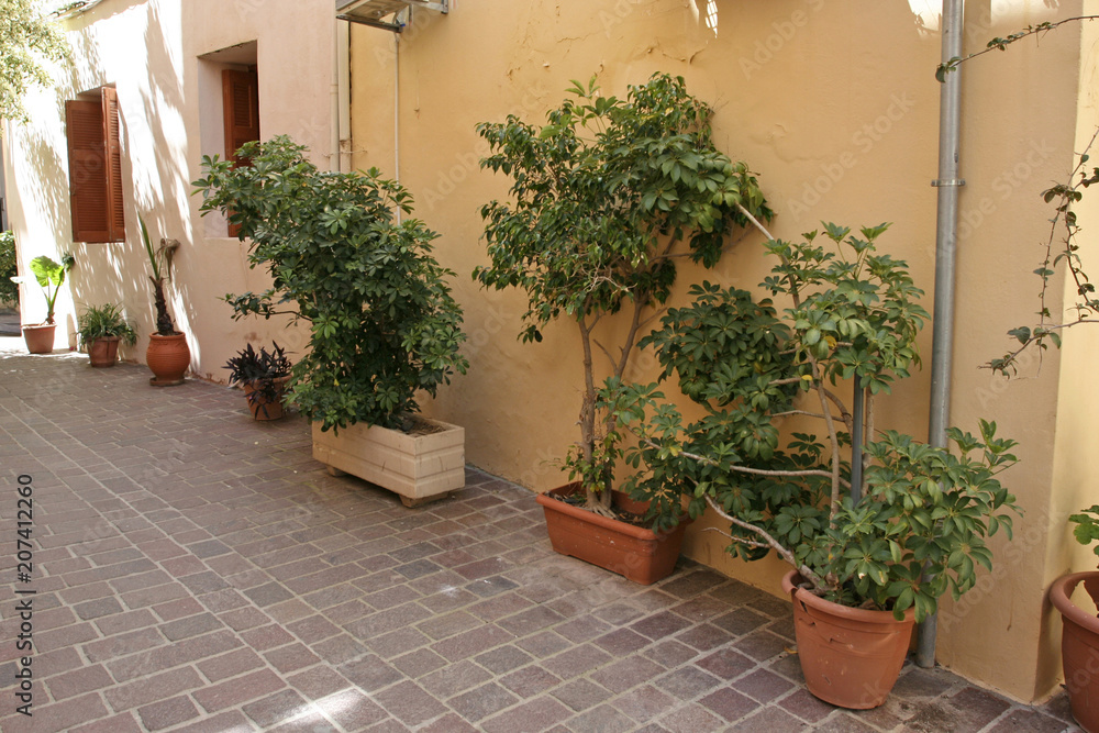 The plants in pots near the yellow wall on the small pedestrianized paved street on the sunny day. 