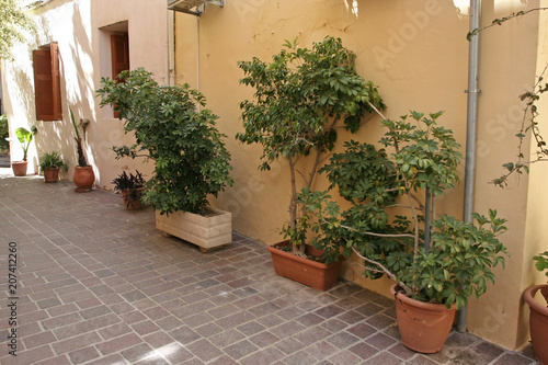 The plants in pots near the yellow wall on the small pedestrianized paved street on the sunny day.  © Anna Silanteva