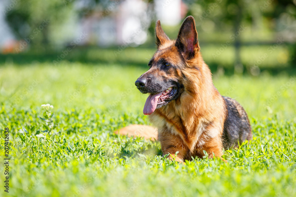 German shepherd dog lying on green grass. German shepherd dog lying on green grass.