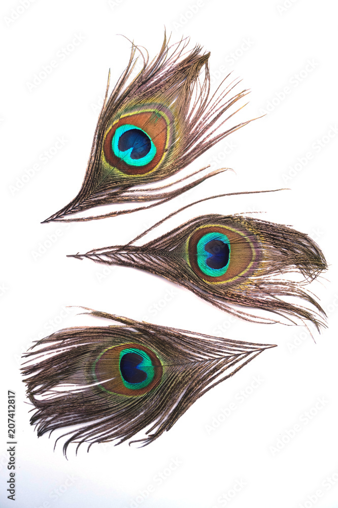 Obraz premium peacock feathers on a white background