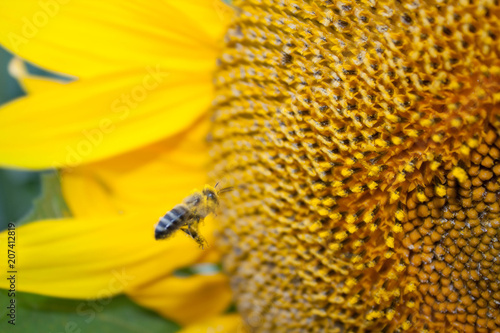 sunflower and bee © Lyubov