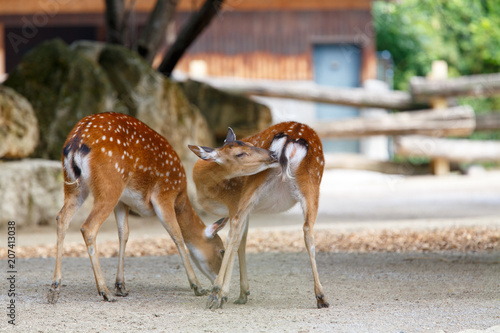 Pair of sika deer in the zoo, Cervus nippon pseudaxis photo