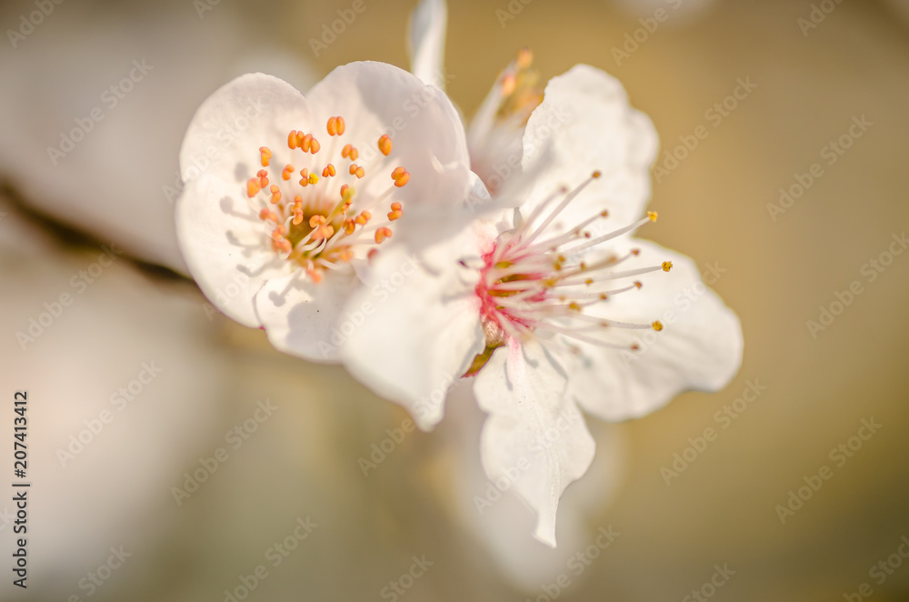 white flowers blooming wild plum 