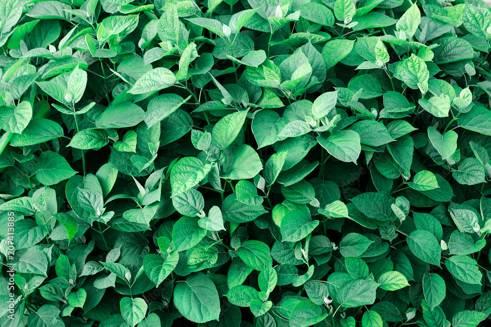 Natural plant background of leaves Natural plant background of leaves