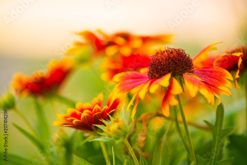 multicolor summertime gaillardia garden flowers at  sunlight