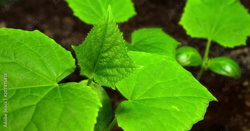 Germination of a bush of a cucumber. Time Lapse. Germination of a bush of a cucumber. Time Lapse.