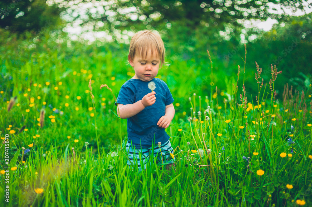 Little boy picking dandelions in a meadow Little boy picking dandelions in a meadow