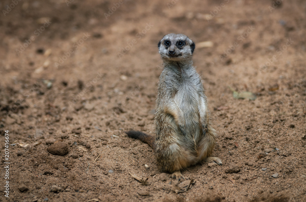 Funny meerkat sits on sand ground for guarding and safety and looks around Funny meerkat sits on sand ground for guarding and safety and looks around