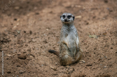Funny meerkat sits on sand ground for guarding and safety and looks around