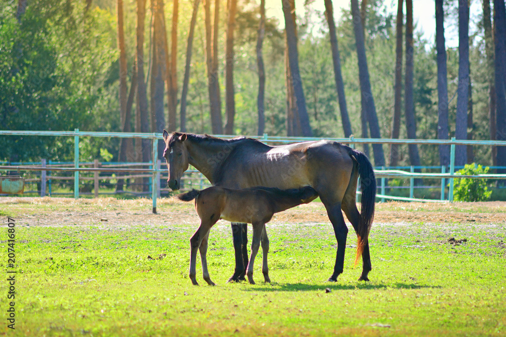 Breast-feeding of little horse. Colt eat milk of his mother horse on a stable. Breast-feeding of little horse. Colt eat milk of his mother horse on a stable.