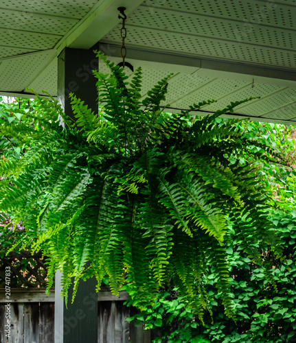 Close-up of a Boston Fern  hanging in a porch photo