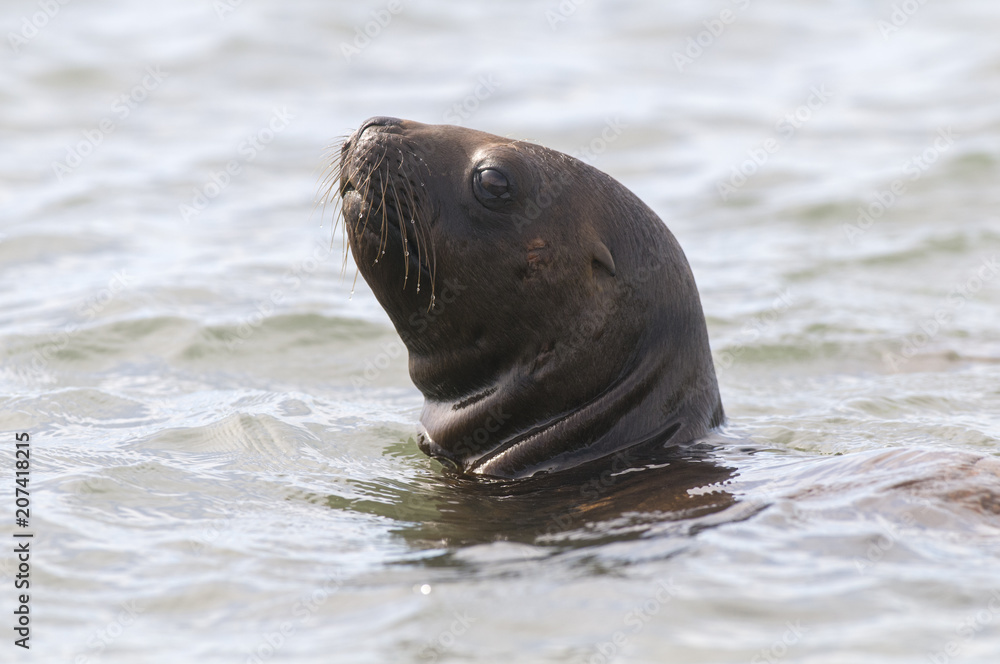 Fototapeta premium Szczenię lwa morskiego, Patagonia Argentina