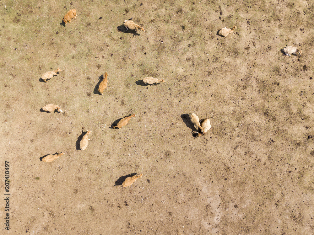 Fototapeta premium Vista aerea di mucche al pascolo in un campo. Terra ed erba bruciate dal sole