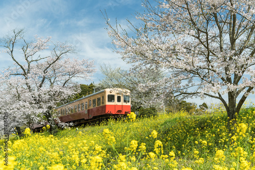 Kominato Tetsudo Train and Sakura cherry blossom in spring season. The Kominato Line is a railway line in Chiba Prefecture, Japan