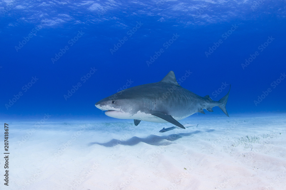 Naklejka premium Tiger shark close to the ground with shadow on the sand in clear blue water