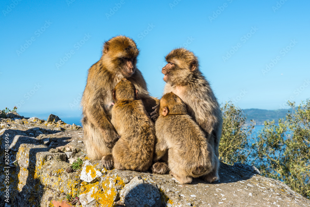 Fototapeta premium Monkey Family Council - Barbary macaques family sits on top of the Rock of Gibraltar