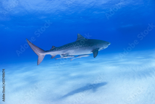 Tiger Shark with shadow on the sand in clear blue water