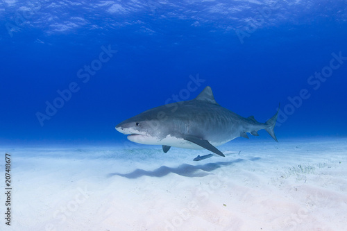 Tiger shark close to the ground with shadow on the sand in clear blue water