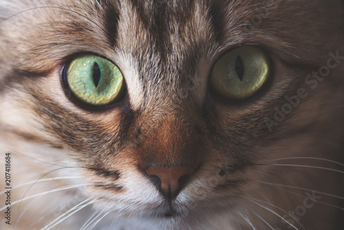 Portrait of a striped pedigreed beautiful young cat on a dark background closeup.