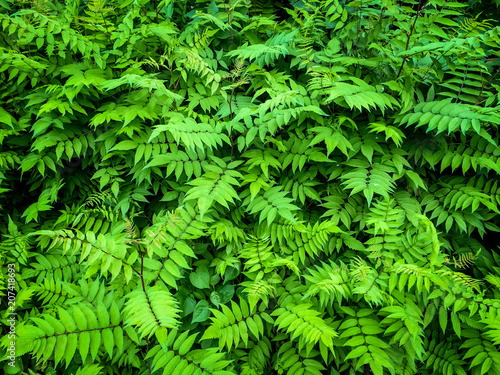 Green leaves bush plant background