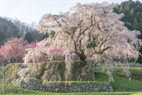 Matabei sakura , beloved giant draping cherry tree planted in Hongo area in Uda city, Nara Prefecture. photo