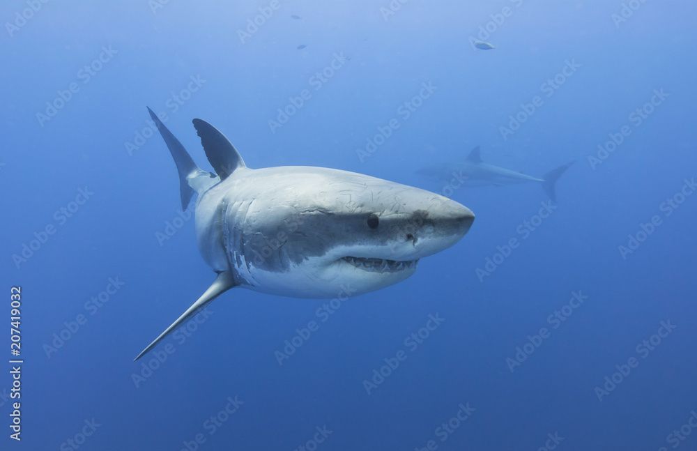 Fotka „Great white shark showing sharp teeth row in blue water“ ze