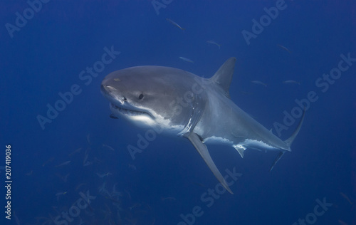 Great white shark swimming up in blue water