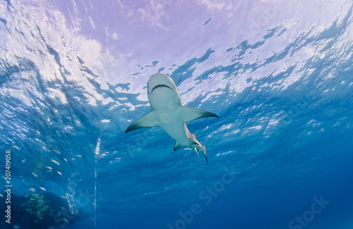 Lemon shark bottom view close to the surface in clear blue water with sun in the background