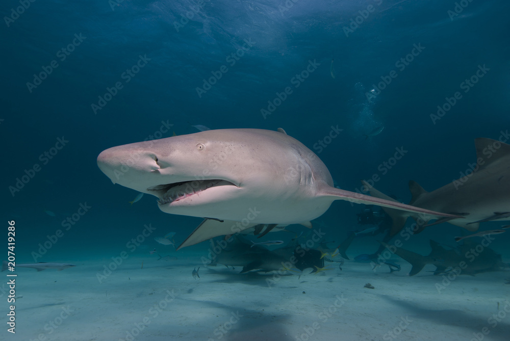 Obraz premium Lemon Shark showing sharp rows of teeth in blue water