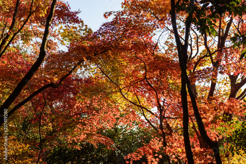 紅葉したカエデの樹