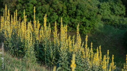Fototapeta Naklejka Na Ścianę i Meble -  Flowering Mullein Plants on the Forest Background.