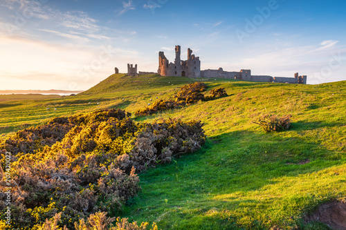 Gorse at Dunstanburgh Castle / Located between Craster and Embleton in Northumberland on the North East Coast photo