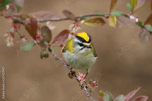 portrait of a goldcrest perched