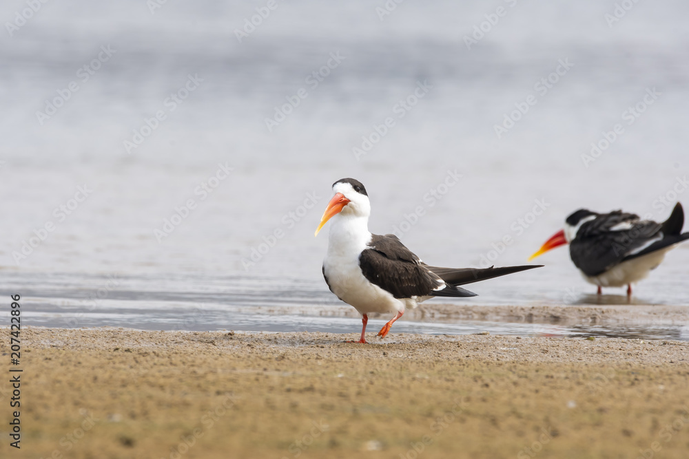 An Indian skimmer resting on the shores of chambal river An Indian skimmer resting on the shores of chambal river