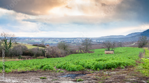 gardens and vineyards in Alsace in winter photo