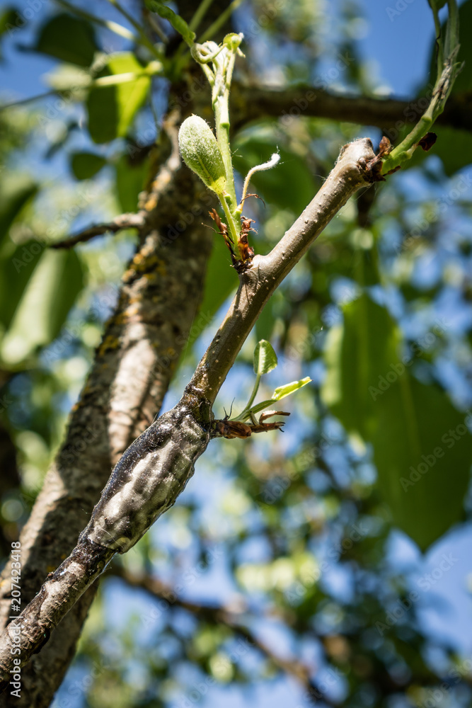 Close up of the branch with foliage grafted to the tree trunk. Close up of the branch with foliage grafted to the tree trunk.