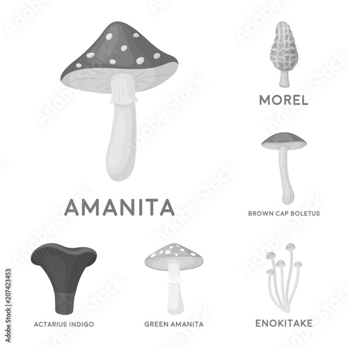 Poisonous and edible mushroom monochrome icons in set collection for design. Different types of mushrooms vector symbol stock web illustration. photo