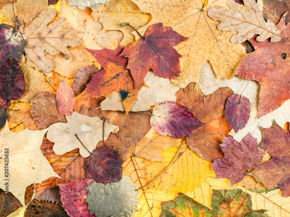autumn background from various variegated leaves