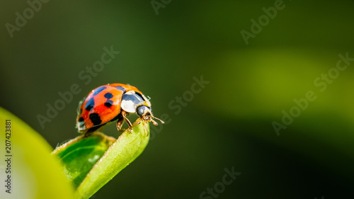 Asian ladybeetle on a peony © Luc Pouliot