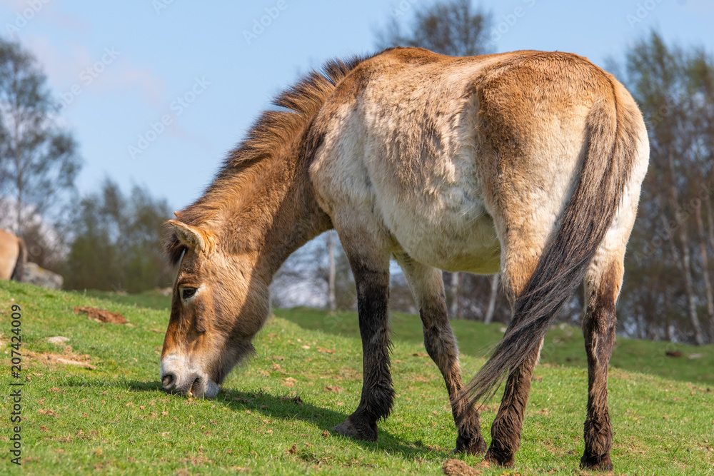 A solitary Przewalski's horse grazes on a gentle slope under blue skies